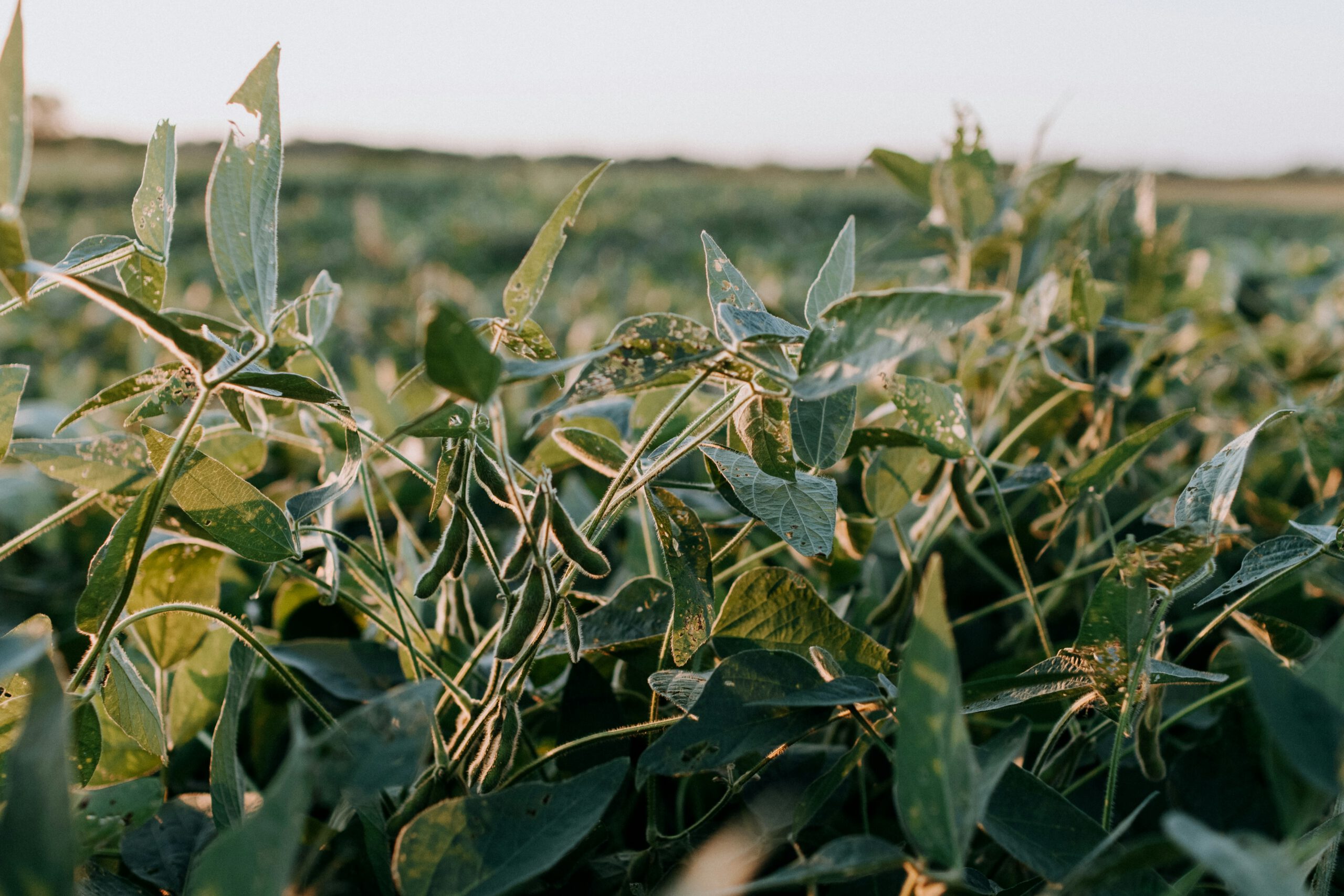 Green plant on brown soil (1)