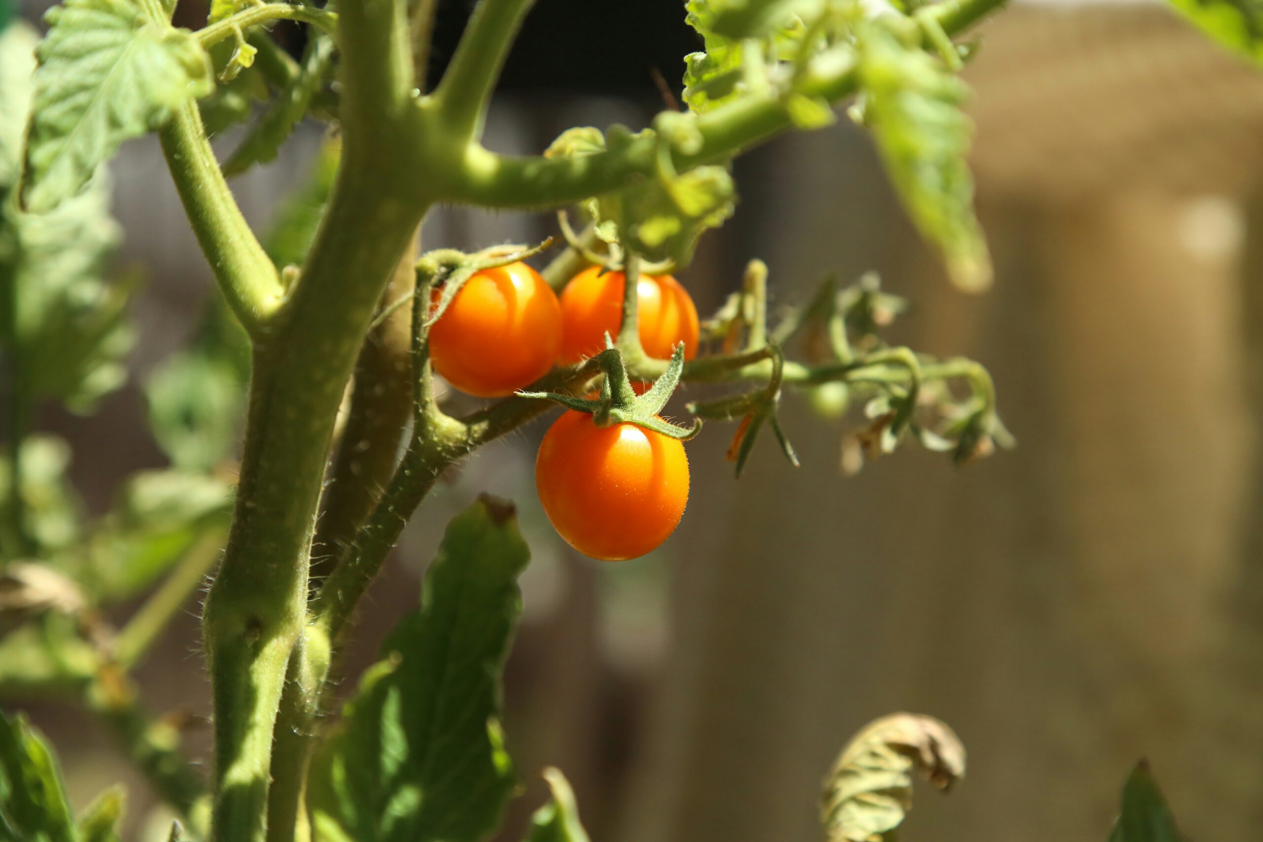 Tomato Plant Giorgio Trovato (1)